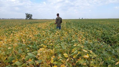 La soja Enlist de Stine, un arma de gran eficacia en la “cuna del yuyo colorado”
