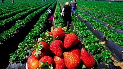 Un alga y una bacteria para que la frutilla tenga una dulce temporada