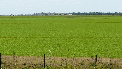 Recarbonizar los suelos, clave para producir de forma sustentable