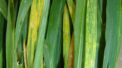 Virus del mosaico estriado del trigo: cuando la prevención es la única herramienta