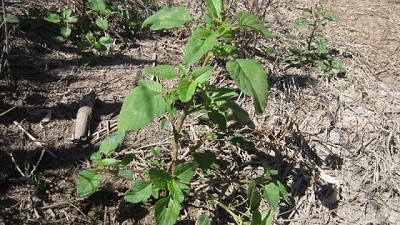 Nueva resistencia en Yuyo colorado a Fomesafen