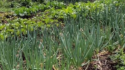 Diversificación de Cultivos: una práctica más que necesaria