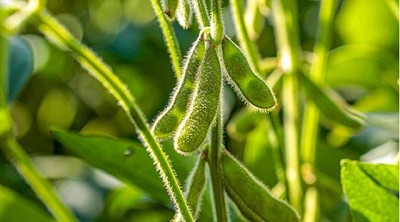 ¿Por qué debemos aumentar nuestra producción de Soja?