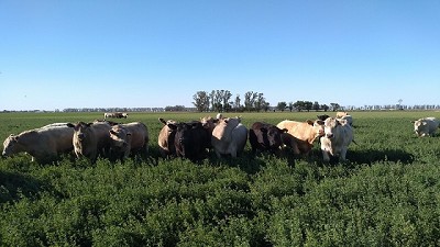 Aumentar el peso de faena para producir más carne