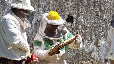 Alerta sanitaria por el Pequeño Escarabajo de las Colmenas