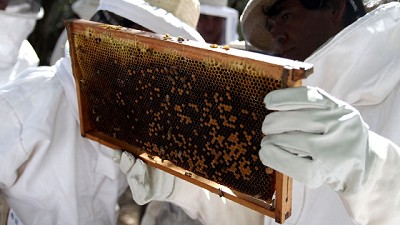 Capacitación sobre sanidad apícola para productores y técnicos de Santiago del Estero