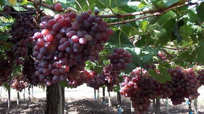 Lobesia botrana: Inscripción en el SMI a productores de uva de San Juan y Mendoza