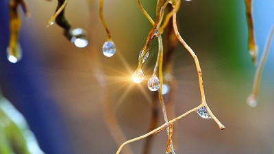 El problema de asfixia radicular por exceso de agua