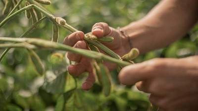 NK suma variedades de soja y tecnología para el manejo de malezas