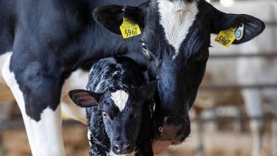 MSD Salud Animal presenta Suanovil® para ganadería y tambo