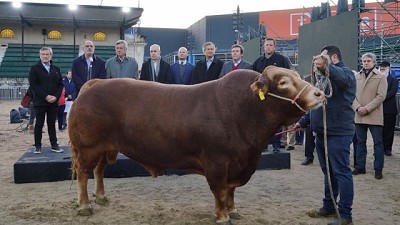 Llegó el primer animal a la Exposición Rural 2022: Nicanor, un toro campeón del mundo de la raza Limousin