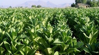 Agricultura y provincias delinearon una agenda de trabajo para optimizar la producción tabacalera