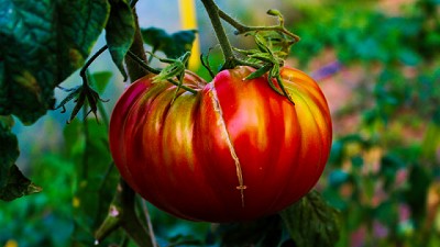 Factores climáticos y estrés en los cultivos