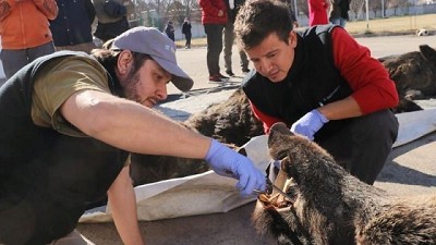 Tareas de muestreo y vigilancia epidemiológica de fauna silvestre en Río Negro
