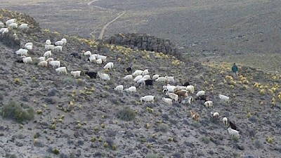 Agricultura lanzó el Plan Senderos Caprinos para la agricultura familiar campesina e indígena