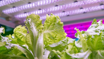 ¿Cómo influye la luz en el desarrollo de las plantas?