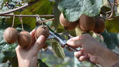 Entre Ríos: impulsan el cultivo de kiwi como fruta primicia