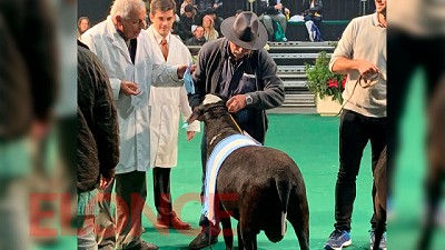 Exposición Rural de Palermo: entrerriano presentó una raza de oveja “sin lana”