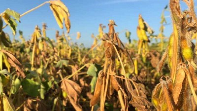 Fracaso rotundo: El anuncio del dólar diferencial para el campo no es atractivo y no logrará su objetivo de mayor liquidación