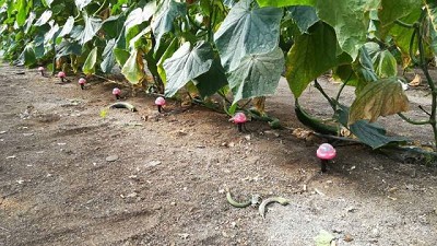 Innovación: Sistema de riego por goteo subterráneo