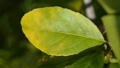 La importancia del magnesio en las plantas