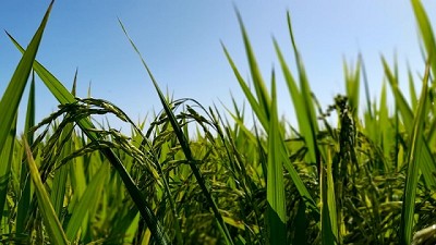 Estiman la huella de carbono de la producción arrocera