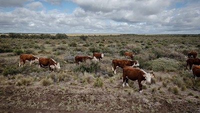 Impulso a la ganadería sustentable en zonas áridas patagónicas