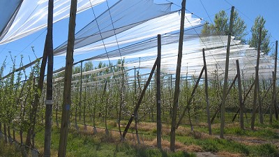 Malla antigranizo: cómo impacta su uso en la producción de frutas