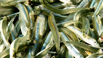 Asesoramiento higiénico sanitario para la habilitación de una planta de pesca artesanal