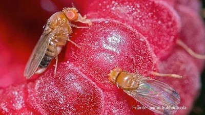 La mosca de alas manchadas es una amenaza para las frutas del sur argentino
