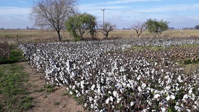 Se inició monitoreo de prevención del picudo del algodonero en la provincia de Buenos Aires