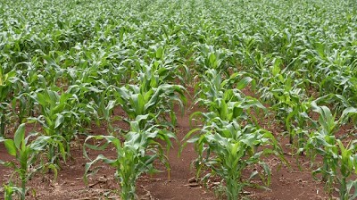 Yara llevará lo último de soluciones de fertilización al Congreso de Aapresid