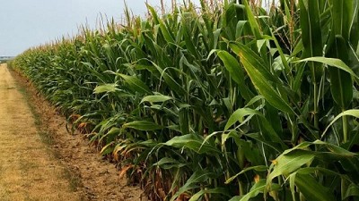 Informe de maíz para silaje en lotes de productores