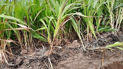 Con manejo estratégico es posible remediar ambientes salinos