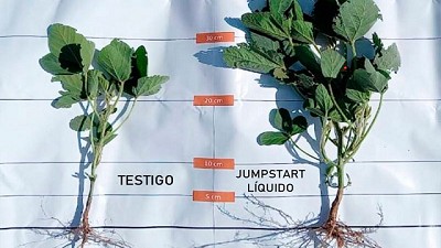 Novozymes lanzará Nitragin JumpStart líquido en Argentina