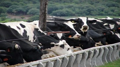 Autoconsumo en lechería: ¿se puede controlar  el consumo?