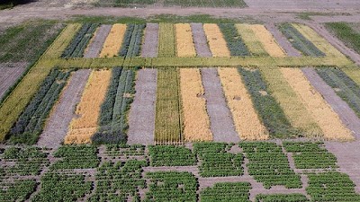 Suelos vertisoles: combinar cultivos para aumentar la productividad