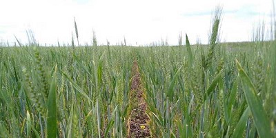 Alivio para el trigo: tras 90  días, volvieron las lluvias al centro y sur cordobés