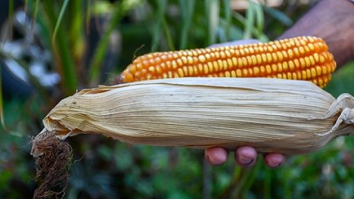 En Estados Unidos, la producción de soja tiene un mejor desempeño que la de maíz