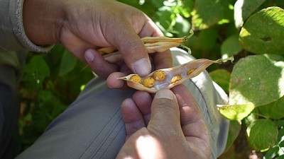 Semillas locales: el desafío de conservarlas para un futuro sostenible