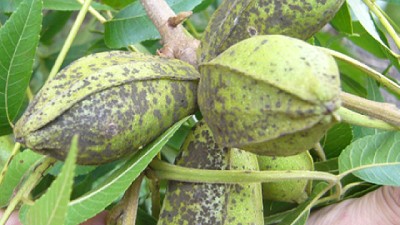 Detectives del pecán: Identifican a los culpables de enfermedades