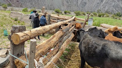 Avances en la asistencia sanitaria para el control de brucelosis bovina en rodeos familiares