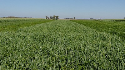 Cultivos de cobertura por la sustentabilidad de los sistemas