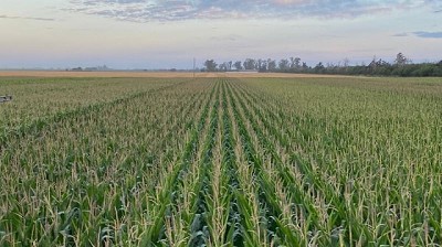 Lo mejor de la genética de maíz que viene en 