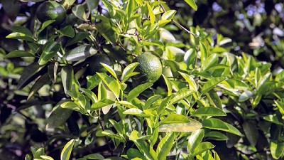 Cómo potenciar calidad y rindes en una finca cítrica