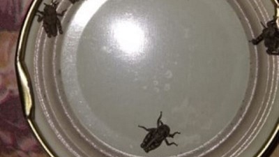 Tucura Sapo: un insecto nativo y endémico de la Patagonia