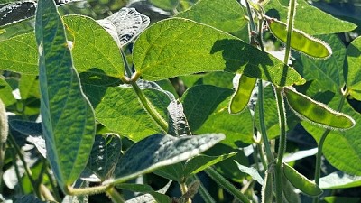 Evolución del cultivo de soja en Entre Ríos y en Santa Fe