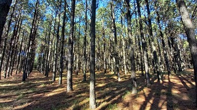 Las plantaciones forestales almacenan 70 millones de toneladas de carbono orgánico
