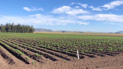 Se lanzó ZEBA para la producción de papa