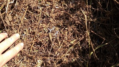 Sistemas siempre verdes: desafíos y oportunidades en el manejo de insectos